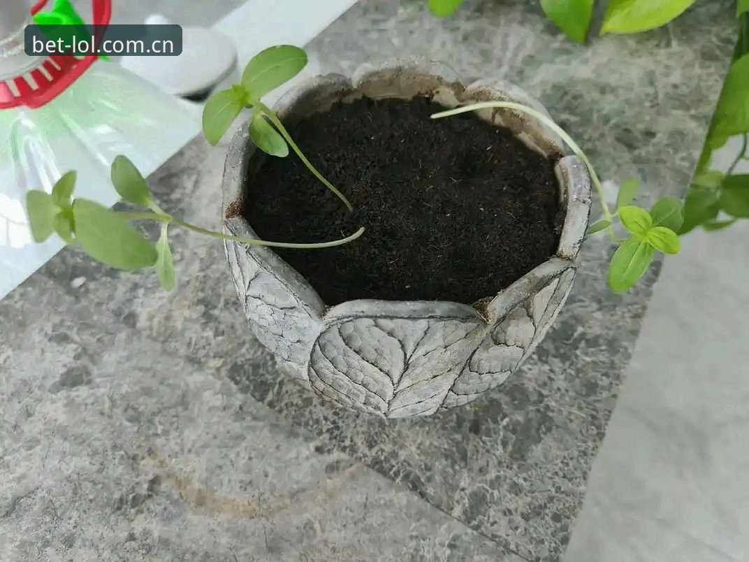 历时三个月实测：英雄联盟赛事竞猜入口安装教程与使用心得